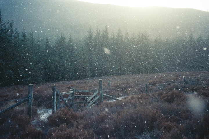 Snow falls over a field with a wooden fence and a forest in the background.