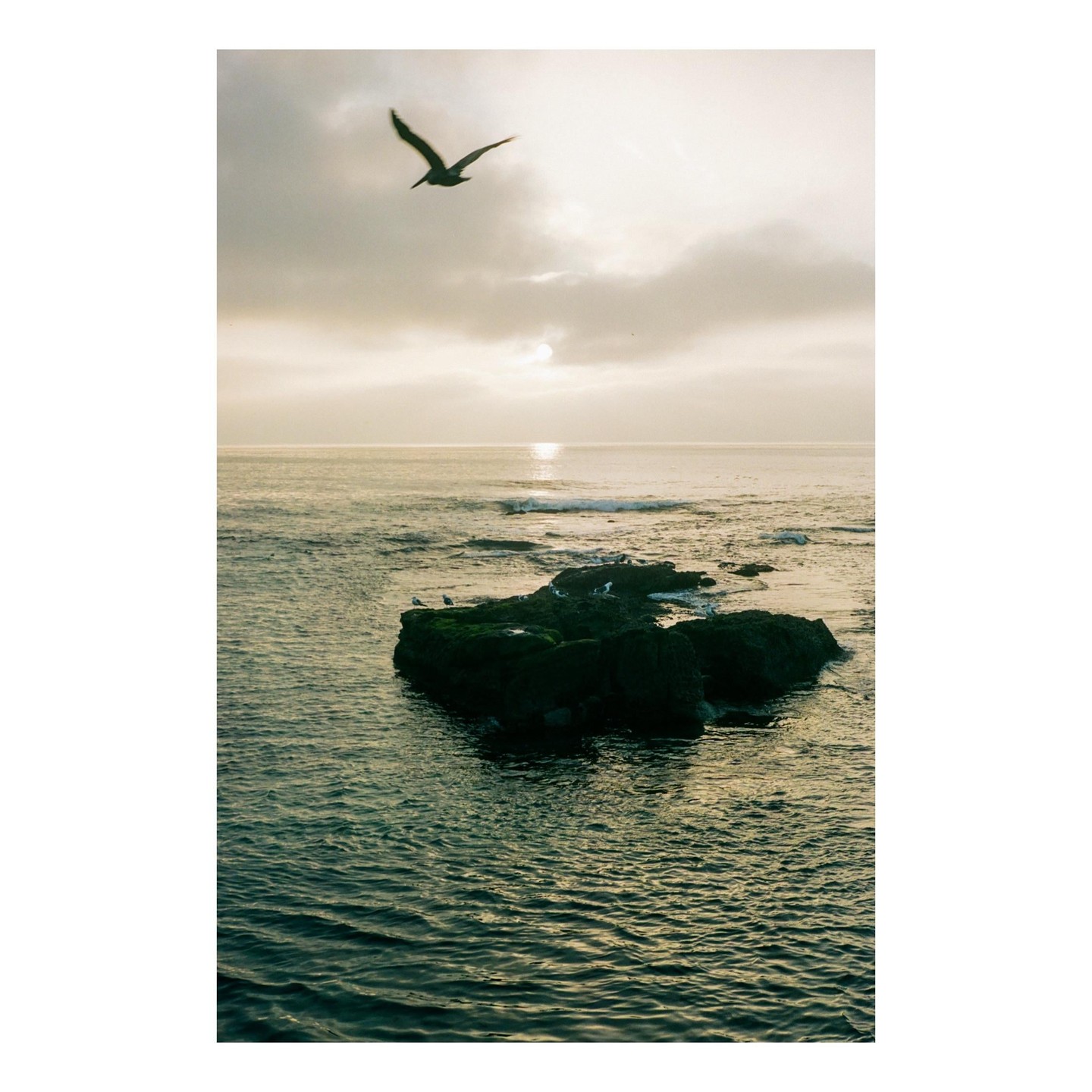 A bird flies over the ocean with a rocky island in the foreground and the sun reflecting on the water.