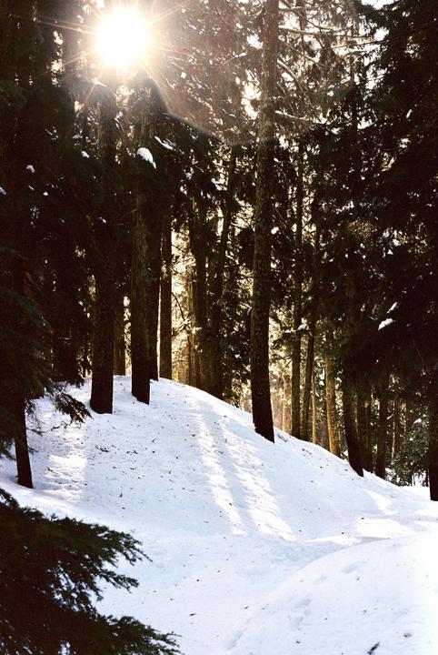 Sunlight shines through a forest of tall trees, illuminating a snow-covered hill.