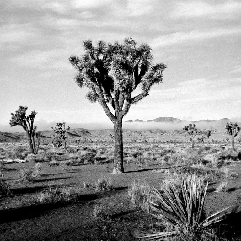 A joshua tree stands in a desert landscape with mountains in the background.