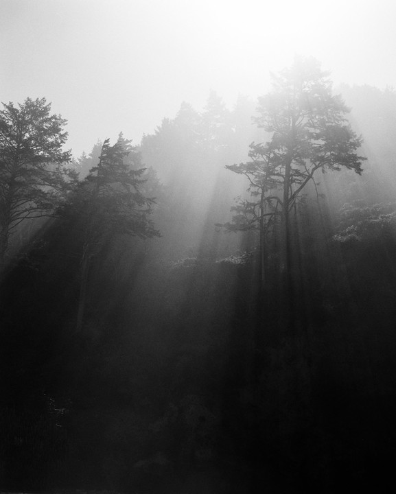 Sunlight streams through a hazy forest on the Oregon coast.