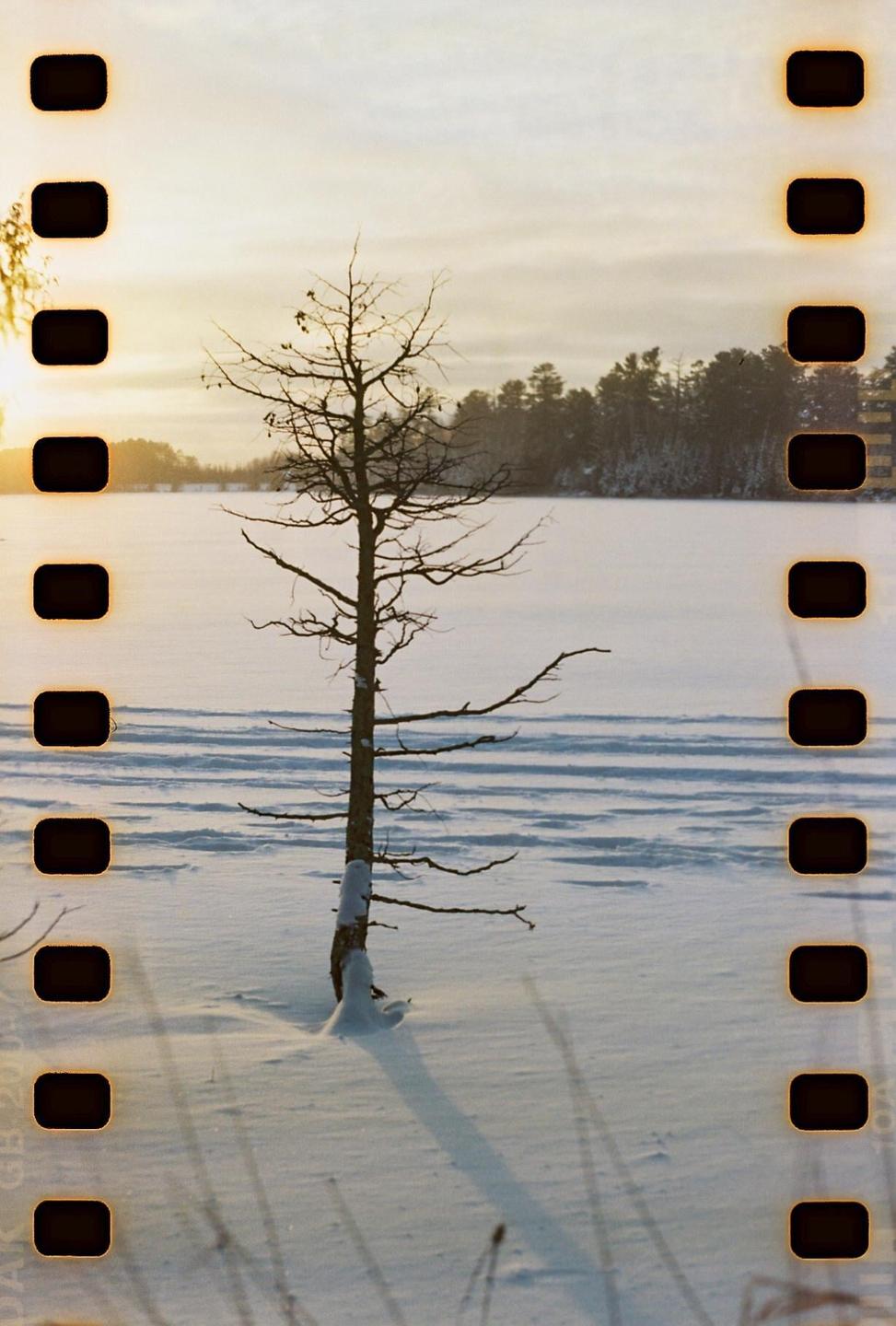 A bare tree stands in a snowy landscape with a frozen lake and forest in the background.