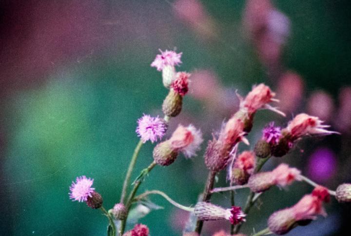 A close-up shot shows several thistle flowers in various stages of bloom against a blurred green and purple background.