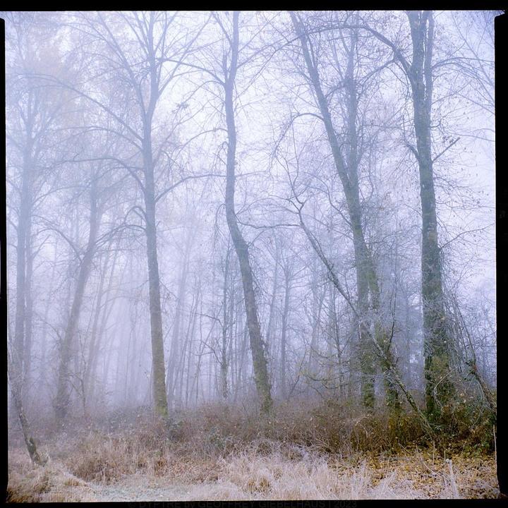 A forest of bare trees and frosted ground is shrouded in a thick fog.