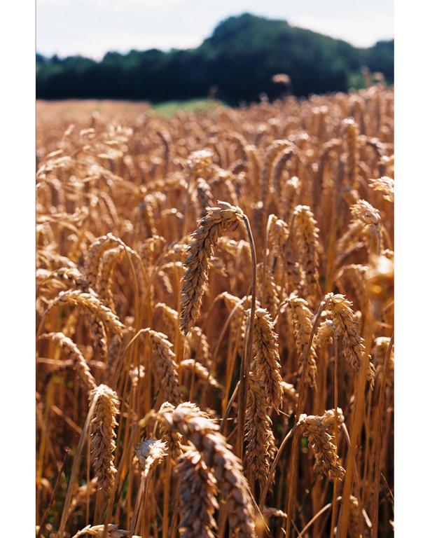 A field of golden wheat stretches towards a distant treeline under a bright sky.
