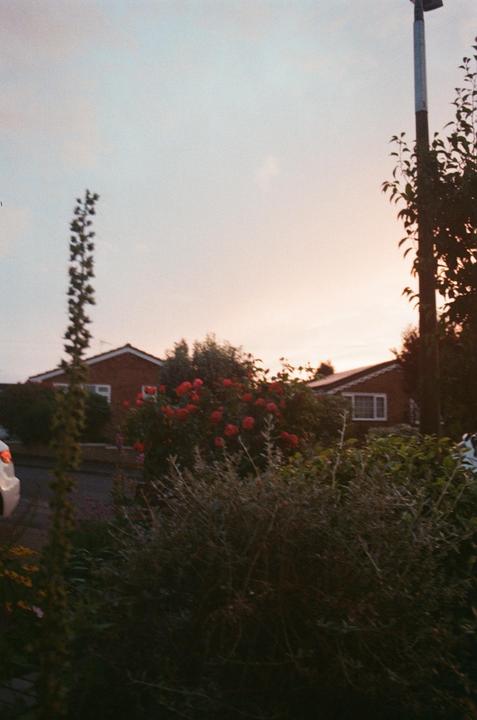 A residential street with houses and lush bushes, some with red flowers, is visible under a soft, light-colored sky.