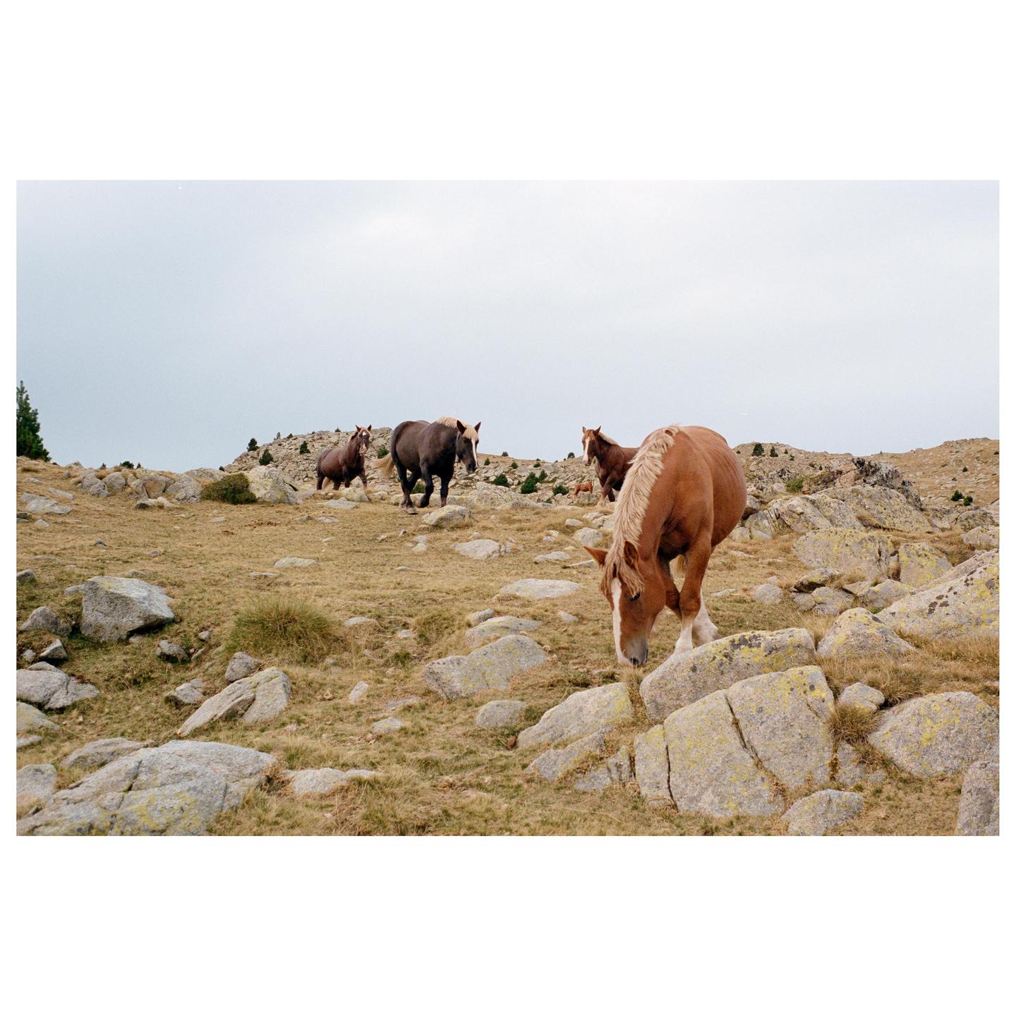 Several horses graze on a rocky, grassy hillside under an overcast sky.
