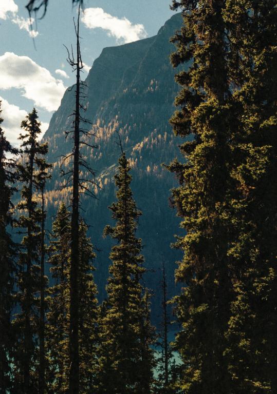 Tall evergreen trees frame a view of a mountain with a lake at its base under a blue sky with clouds.