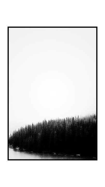 A dense forest of pine trees lines the edge of a body of water under a bright, hazy sky.