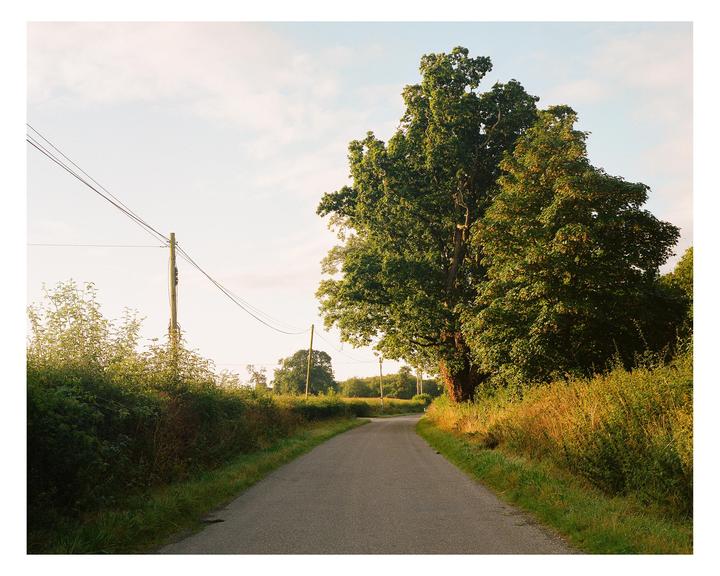 A winding country road is flanked by tall trees and overgrown hedges under a bright sky.
