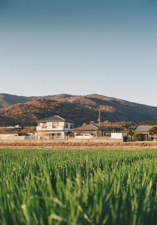 A field of green rice plants is in the foreground with houses and a mountain in the background.