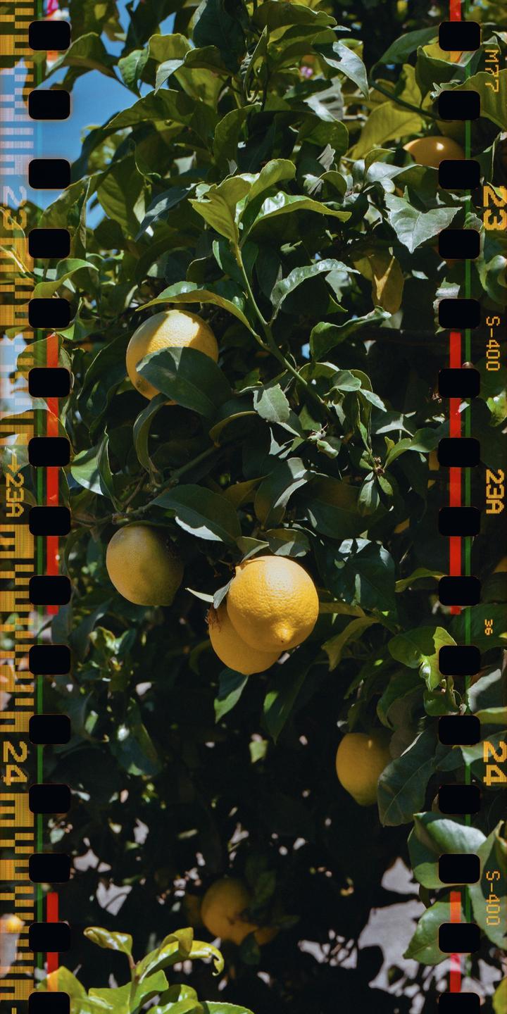 A lemon tree with ripe lemons hangs from its branches under a bright sky.