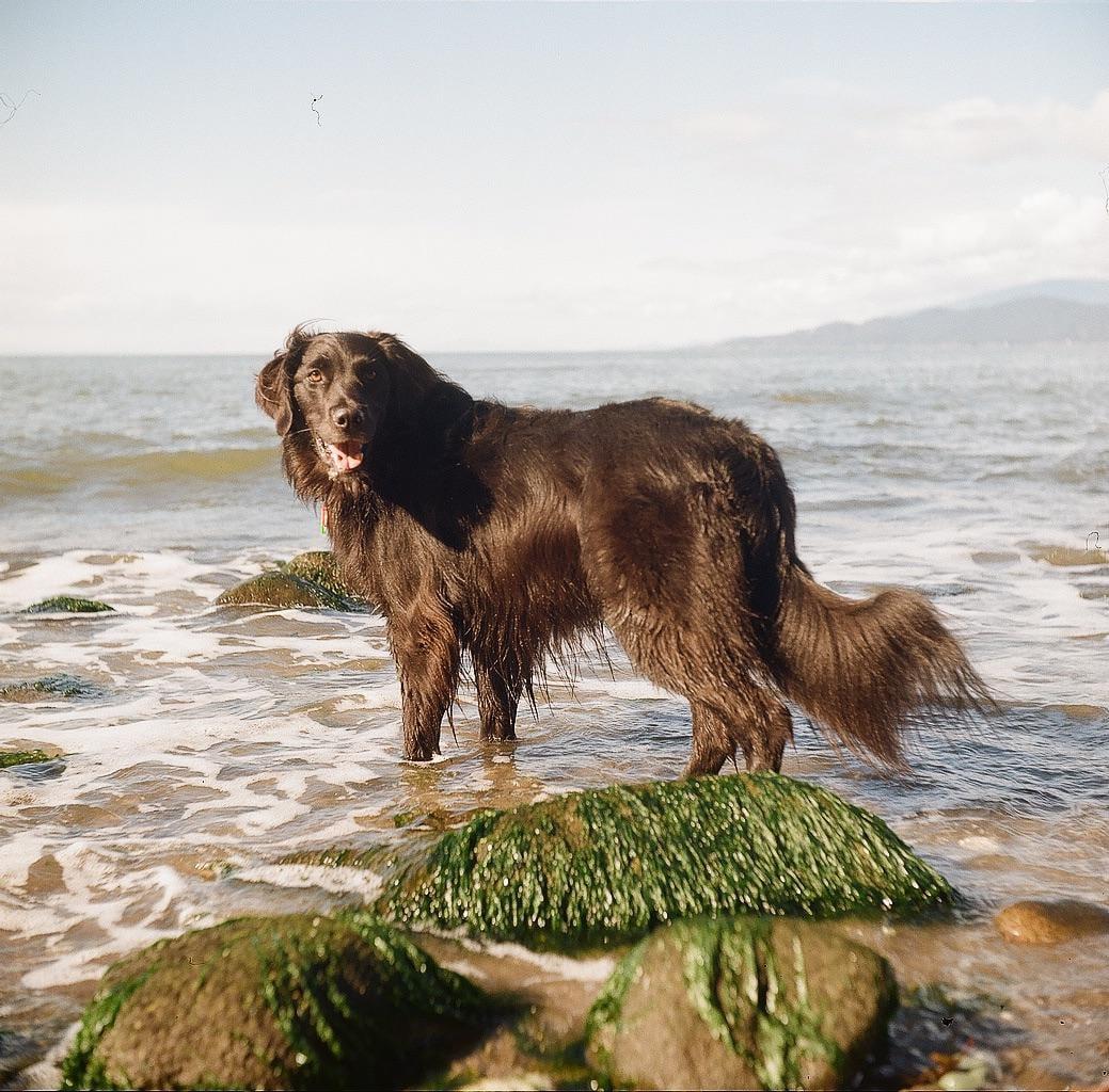A brown dog stands in shallow ocean water with rocks covered in green algae in the foreground.
