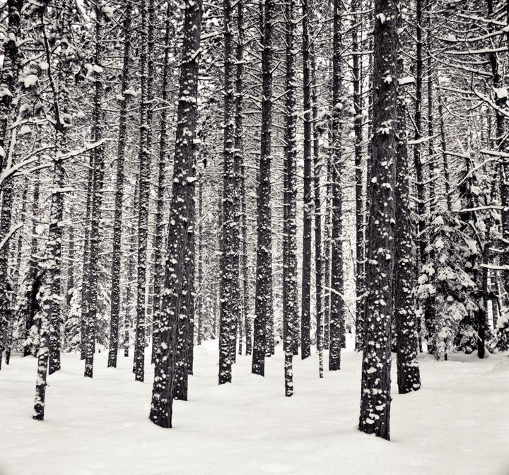 A dense forest of snow-covered trees stands in a winter landscape.