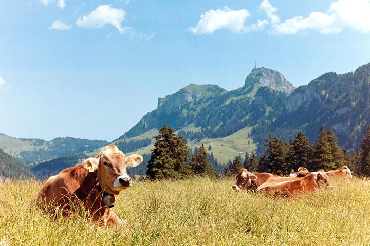 A cow with a bell around its neck lies in a field of tall grass with mountains and trees in the background.