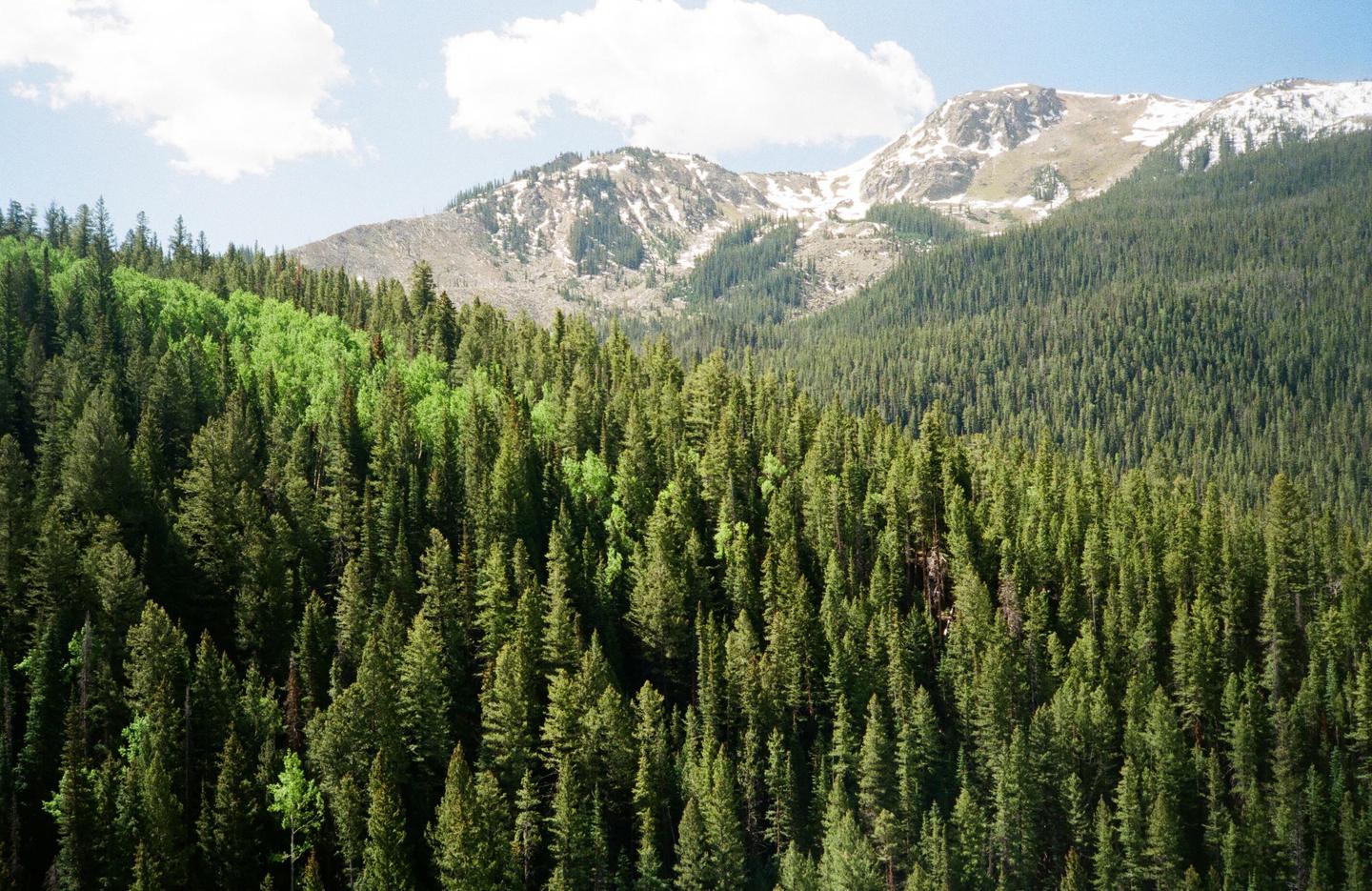 A dense forest of evergreen trees covers a mountain slope, with snow-capped peaks visible in the distance under a partly cloudy sky.