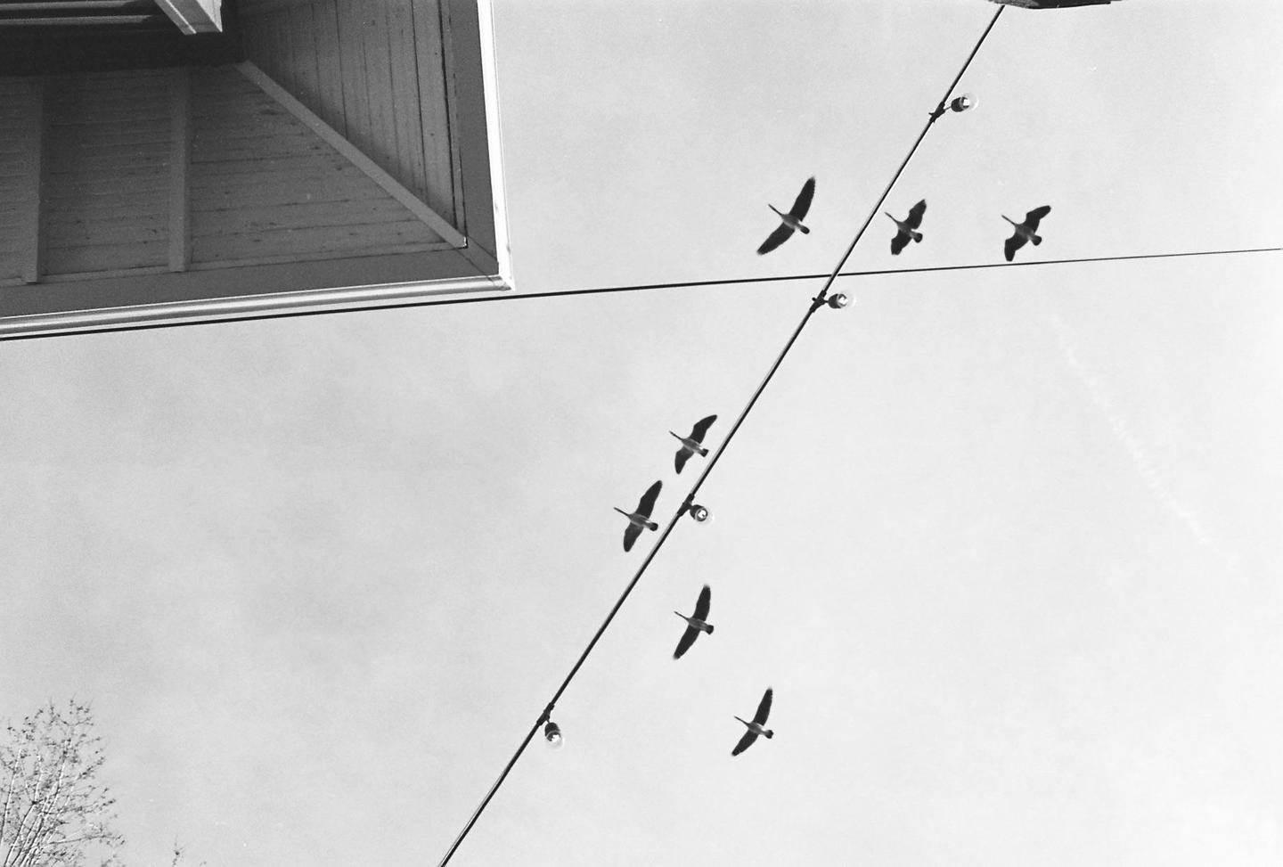 A flock of birds flies in formation across a bright sky, with a building roof and string lights visible.