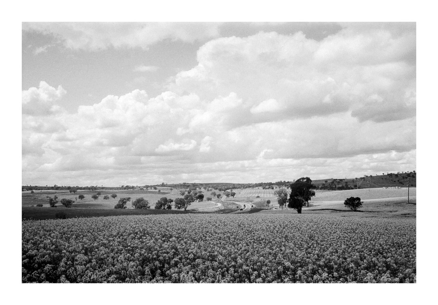 A vast field of crops stretches towards a winding road with scattered trees under a cloudy sky.