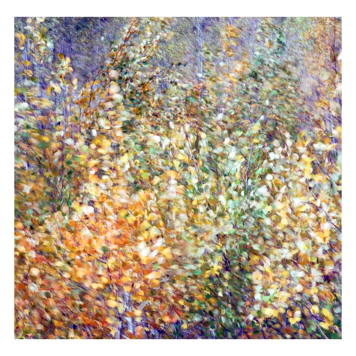 A dense forest of trees with autumn foliage is captured with a blurred effect.
