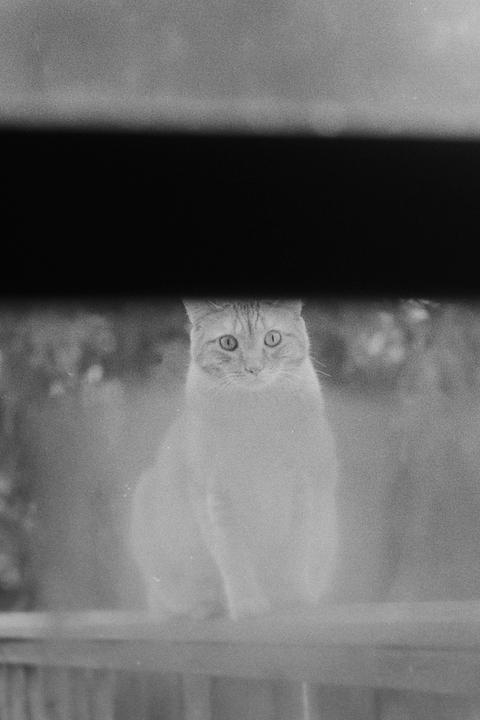 A cat looks through a window on a snowy day.
