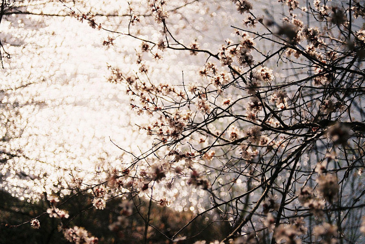 A cherry plum tree with blossoms is set against a bright, sparkling background.