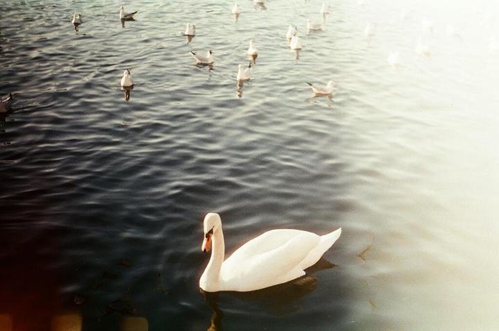 A white swan swims in dark water with many gulls in the background.
