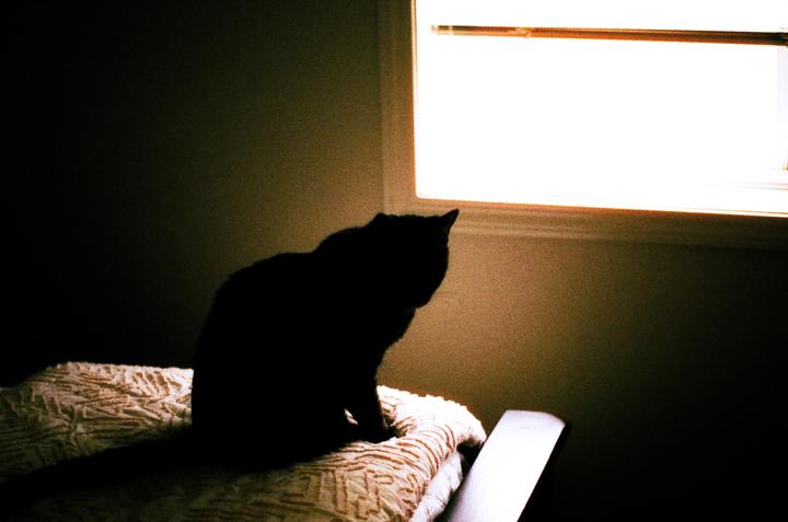 A black cat sits on a patterned blanket, silhouetted against a bright window.