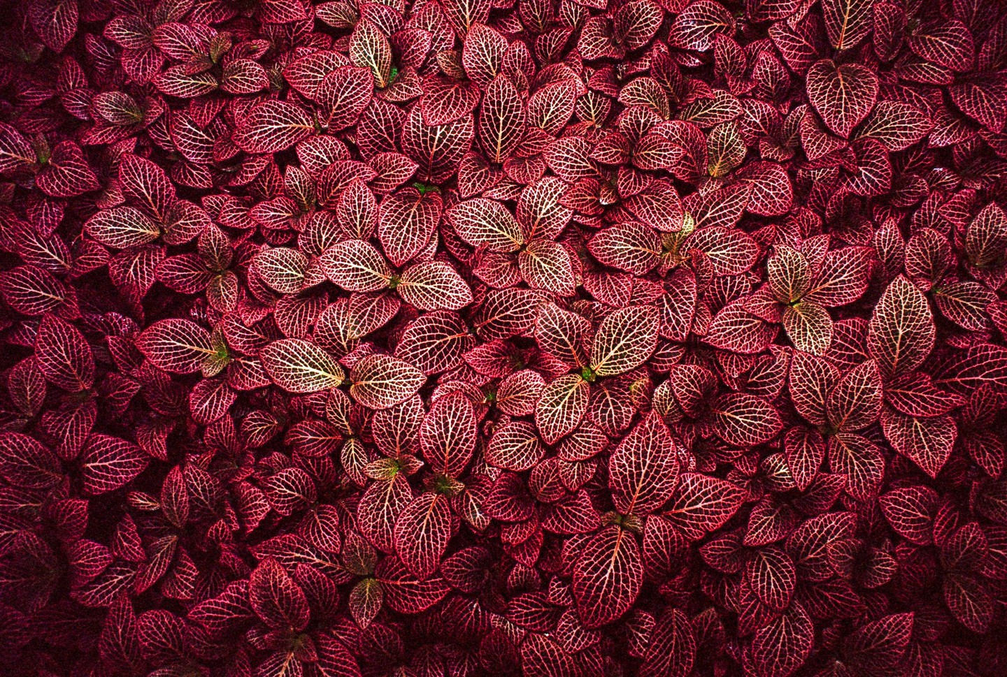 A dense cluster of small, dark red leaves with prominent light-colored veins covers the entire frame.