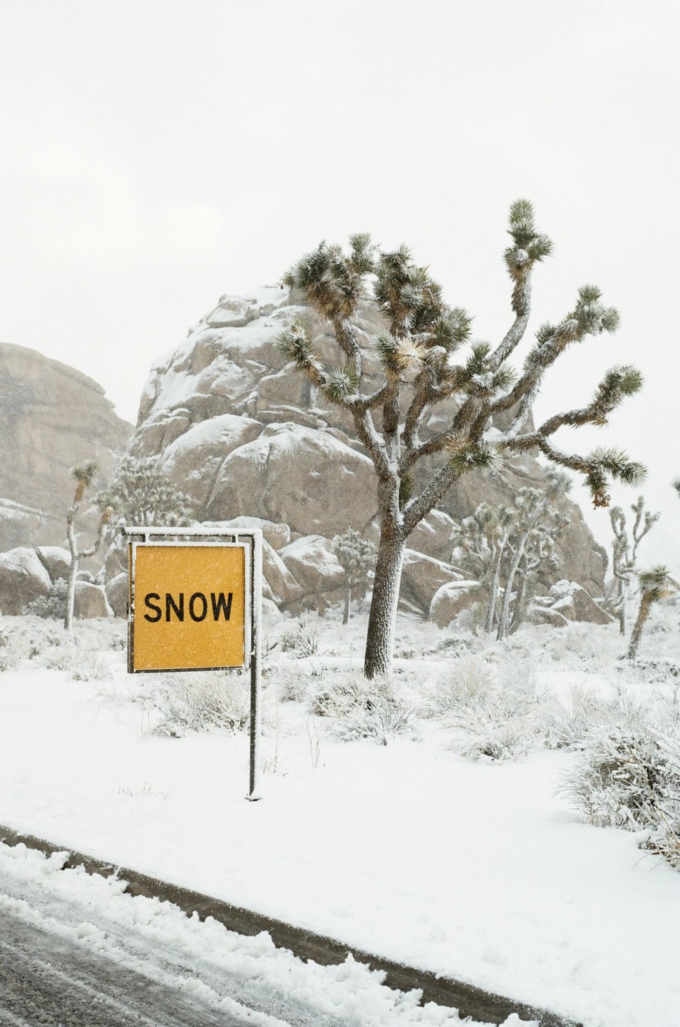 A yellow sign with the word "SNOW" stands in a snowy landscape with Joshua trees and large rock formations.