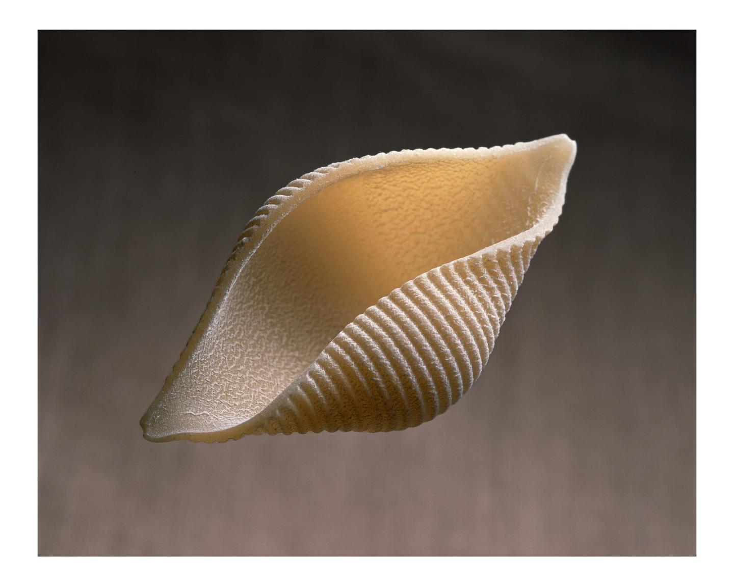 A single piece of conchiglione pasta is suspended against a dark background.