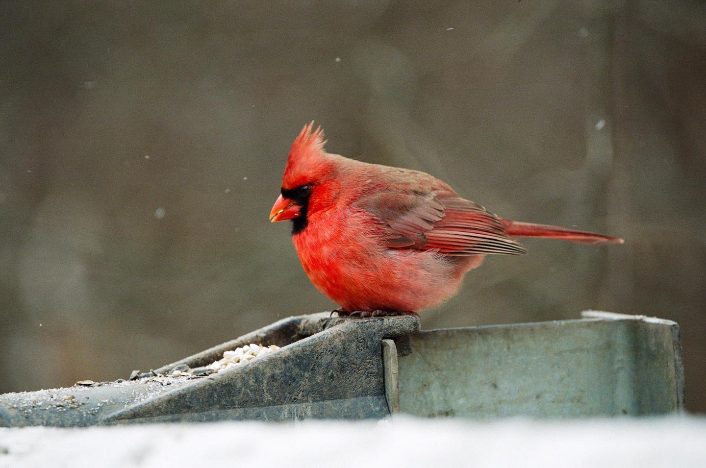 A red cardinal bird is perched on a bird feeder filled with seeds, with snow visible in the foreground.