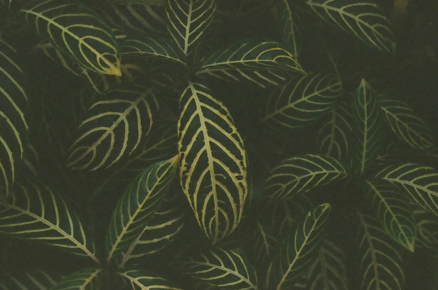 A close-up shot shows the intricate patterns of green leaves with prominent yellow veins.
