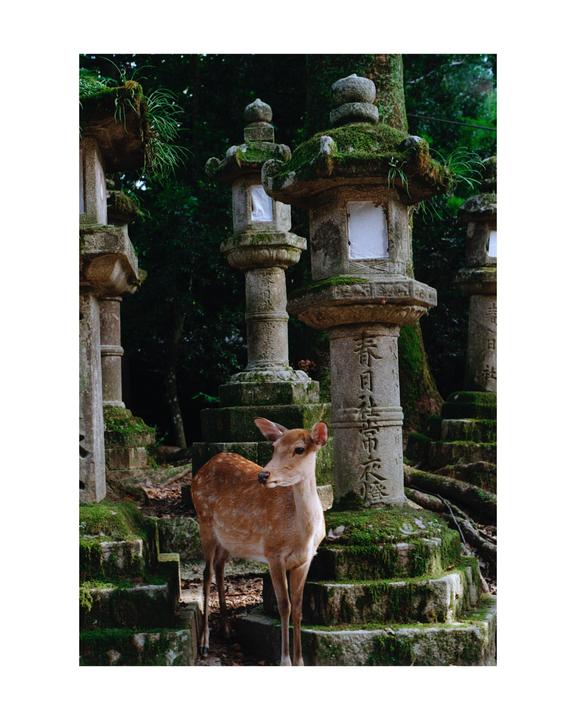 A deer stands among moss-covered stone lanterns in a forest.