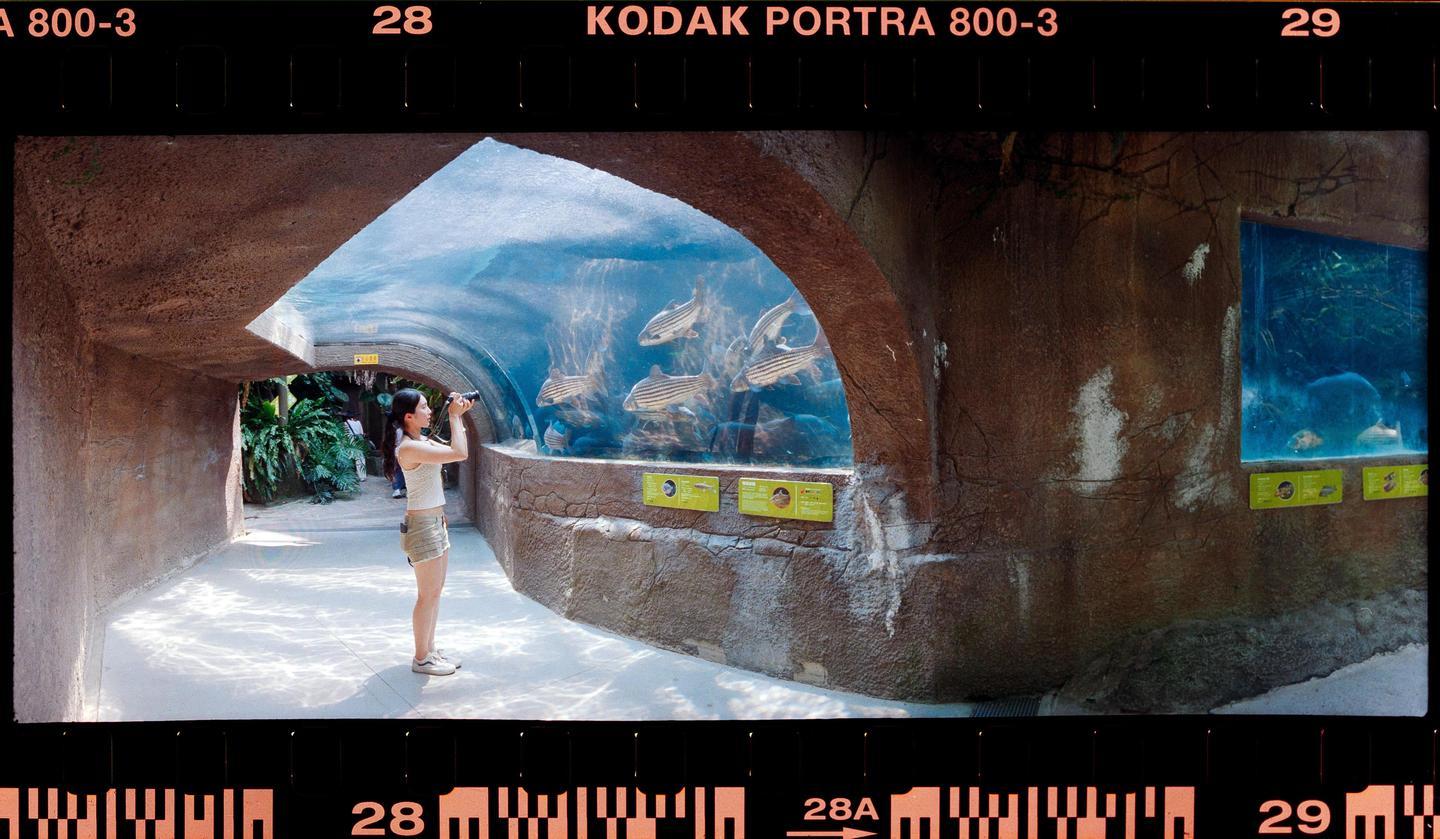 A woman photographs fish in an aquarium tunnel.