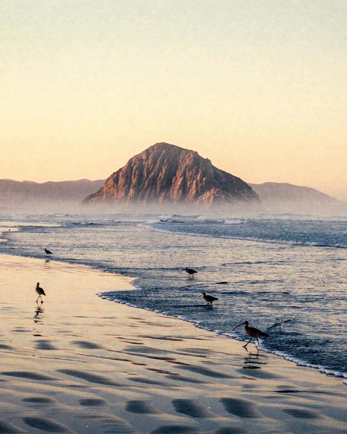 Several birds walk along the wet sand and shallow water of a beach with a large rock formation in the distance under a hazy sky.