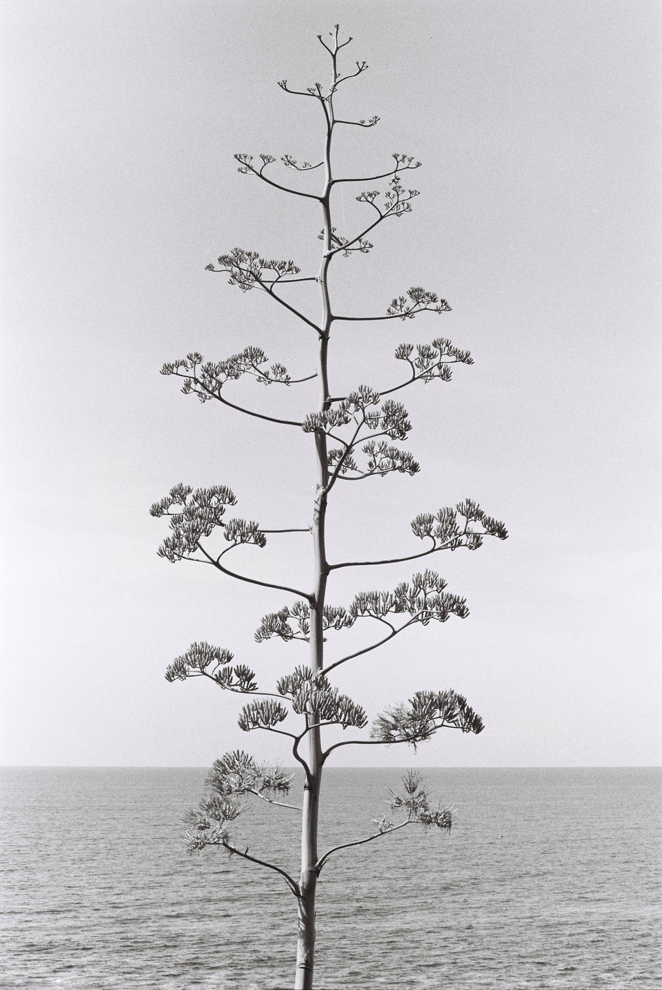 A tall, slender plant with many small branches stands in front of a body of water under a clear sky.