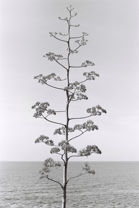 A tall, slender plant with many small branches stands in front of a body of water under a clear sky.
