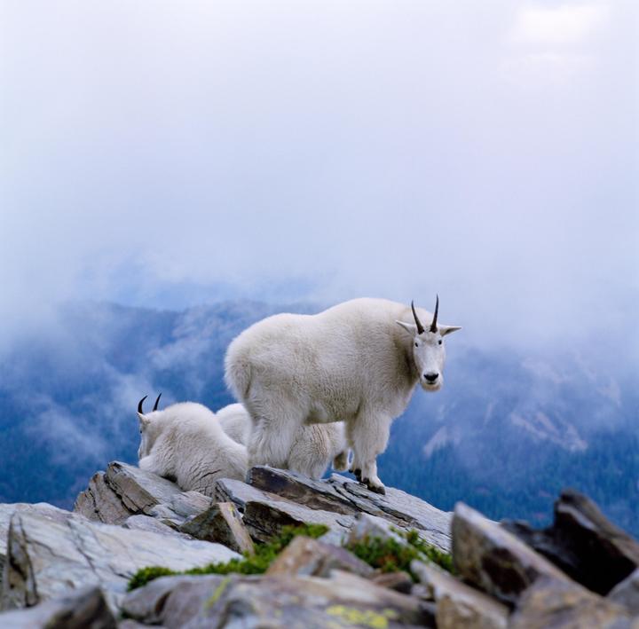 A mountain goat stands on a rocky peak with two other goats in the background, overlooking a hazy mountain range.