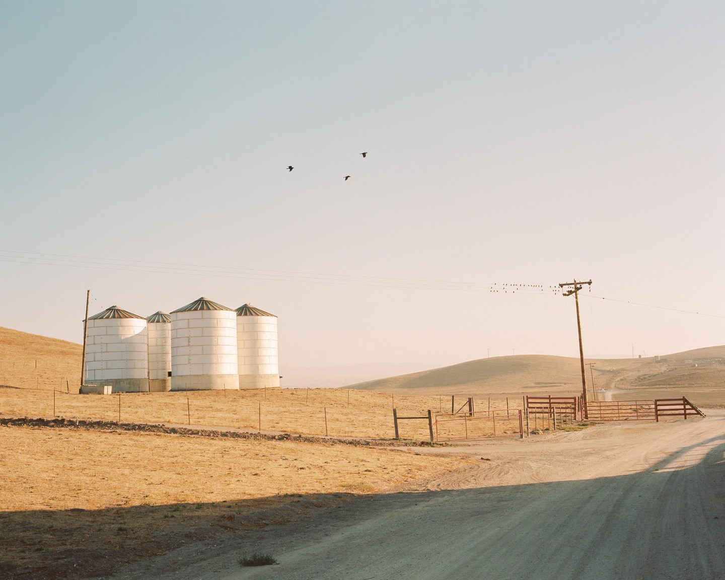 Four silos stand on a dry, grassy hill next to a dirt road, with birds flying in the sky and perched on a telephone wire.