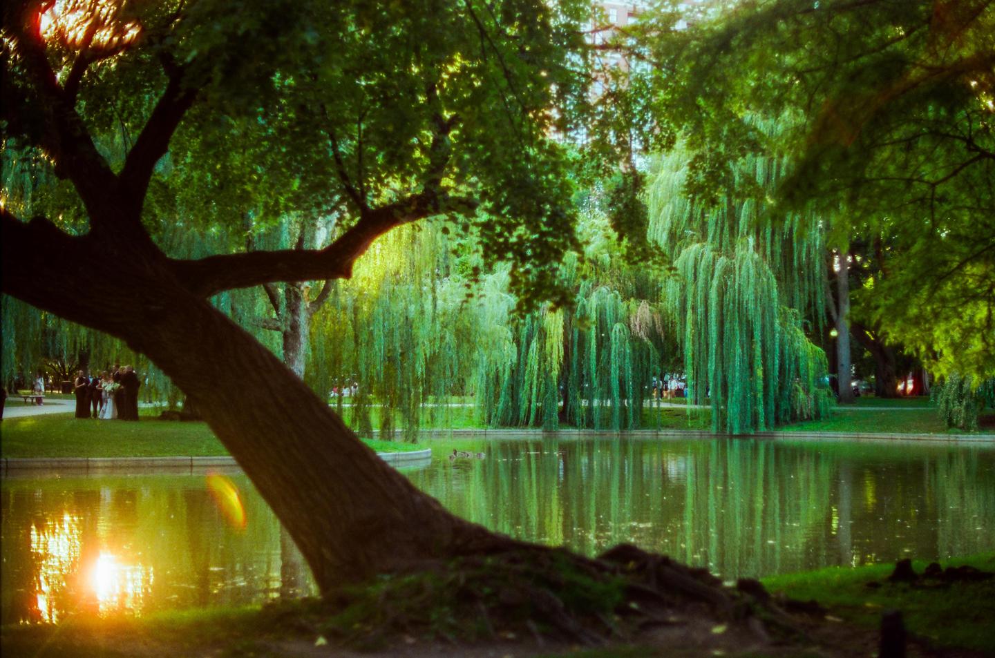 A large tree trunk leans over a pond with weeping willow trees and a group of people in the background.
