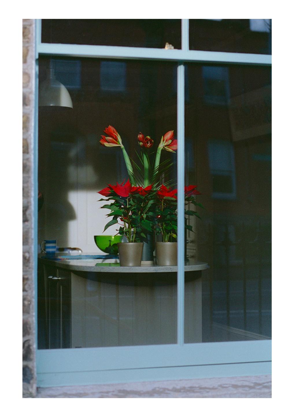 A window reflects the outside while showing potted plants and a bowl on a counter inside.