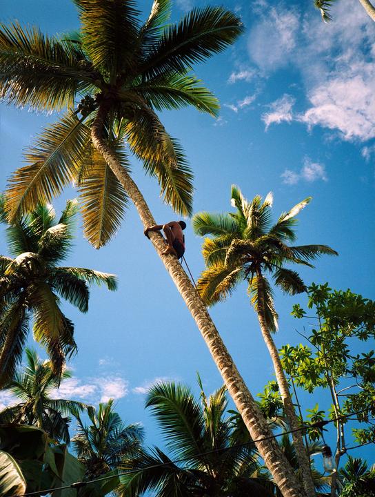 A man climbs a tall palm tree against a bright blue sky with scattered clouds.