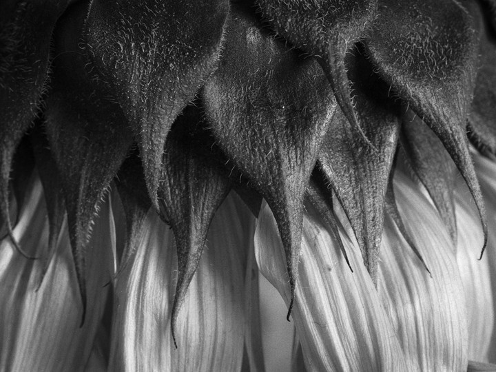 A close-up, black and white shot shows the hairy sepals and smooth petals of a sunflower.