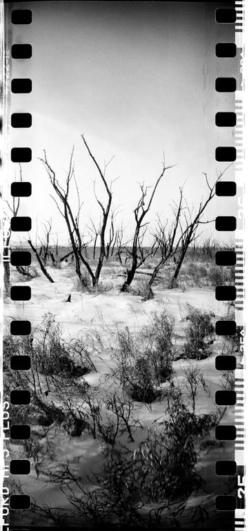 Bare trees stand in a snowy landscape with low-lying vegetation in the foreground.