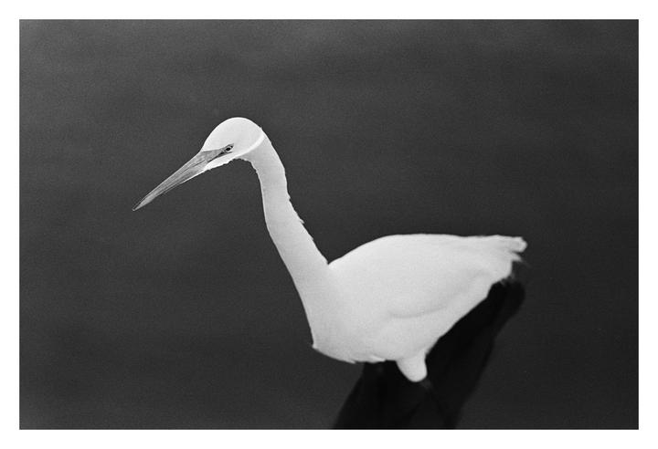 A white egret with a long beak and neck is captured against a dark, out-of-focus background.