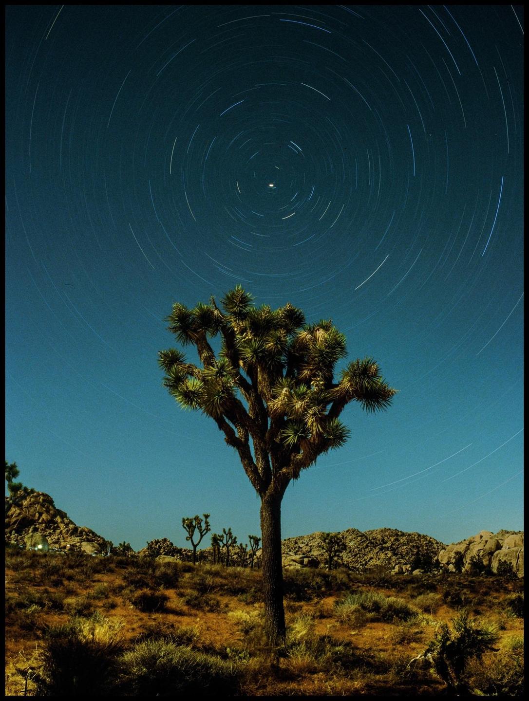 A Joshua tree stands in a desert landscape under a night sky with star trails.