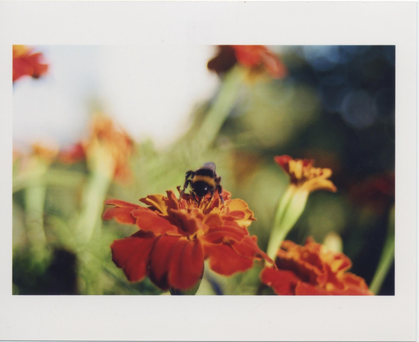 A bumblebee is perched on a vibrant orange flower, surrounded by other blurred flowers and green foliage.