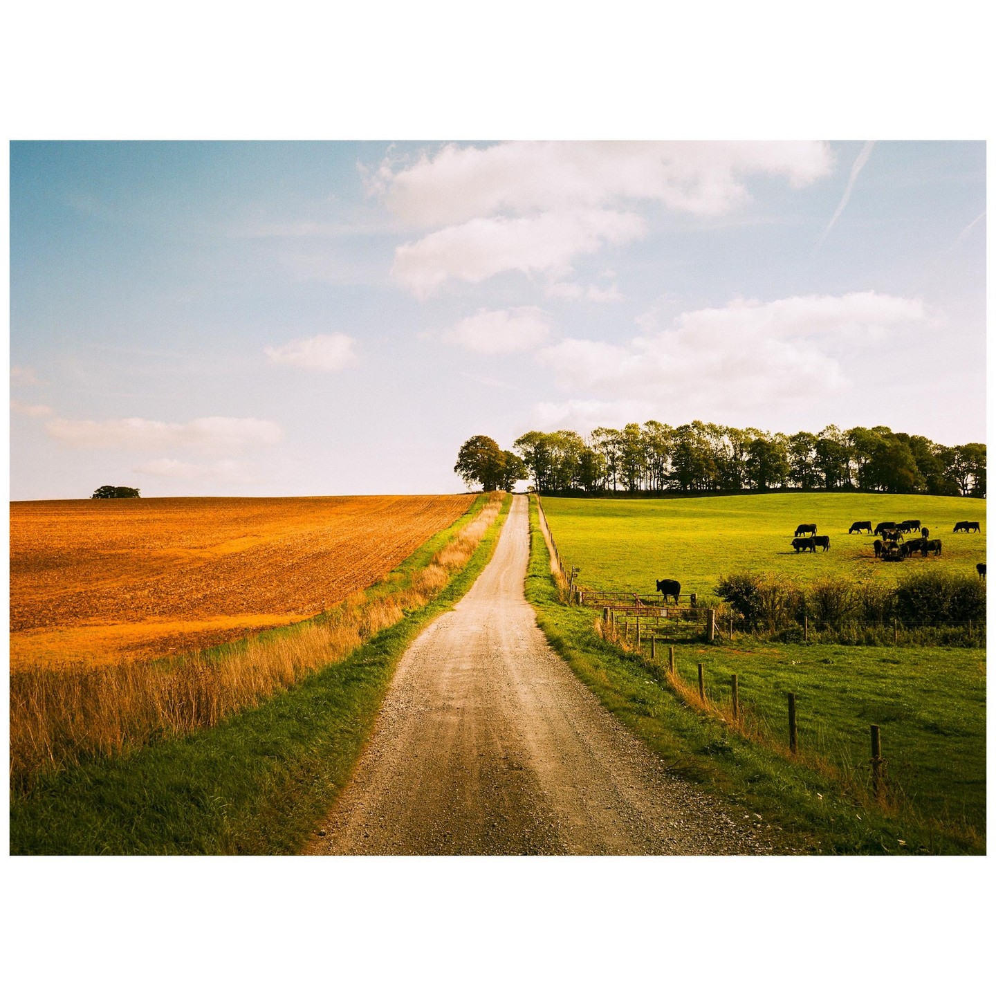 A dirt road leads uphill between a golden field and a green pasture with grazing cattle under a partly cloudy sky.