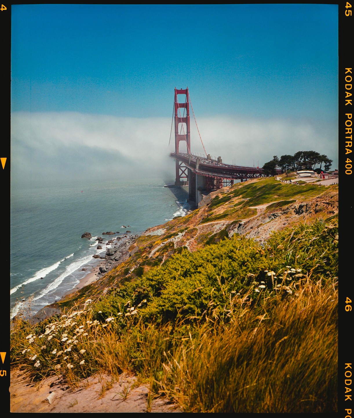 The Golden Gate Bridge is partially obscured by fog, with a hillside covered in green and brown vegetation and white flowers in the foreground.