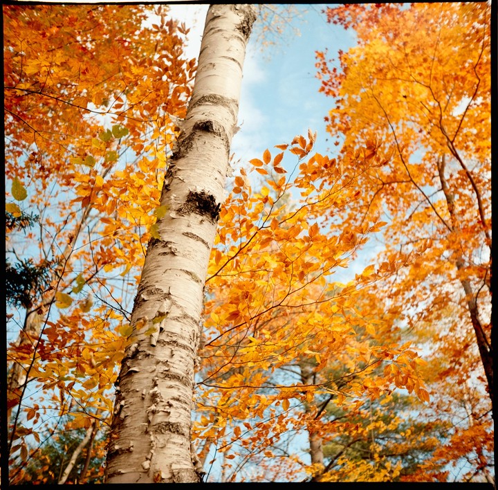 A birch tree trunk stands vertically in the center of the frame, surrounded by trees with bright orange autumn foliage against a blue sky.